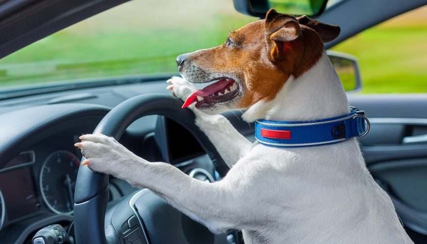 Road Trip with Dogs How to Plan for Your FourLegged Friend